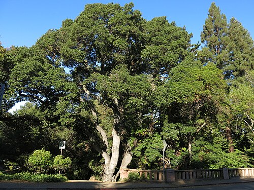 Live Oak Park (Berkeley)